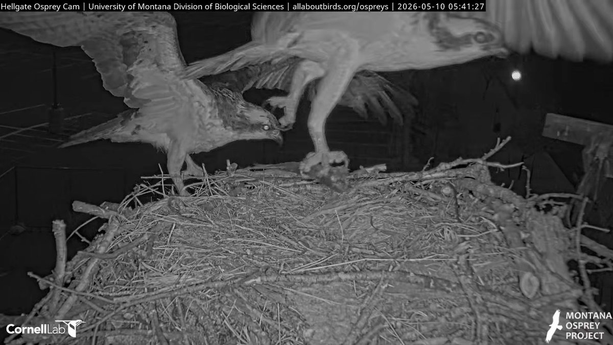 Hellgate Osprey tweet media