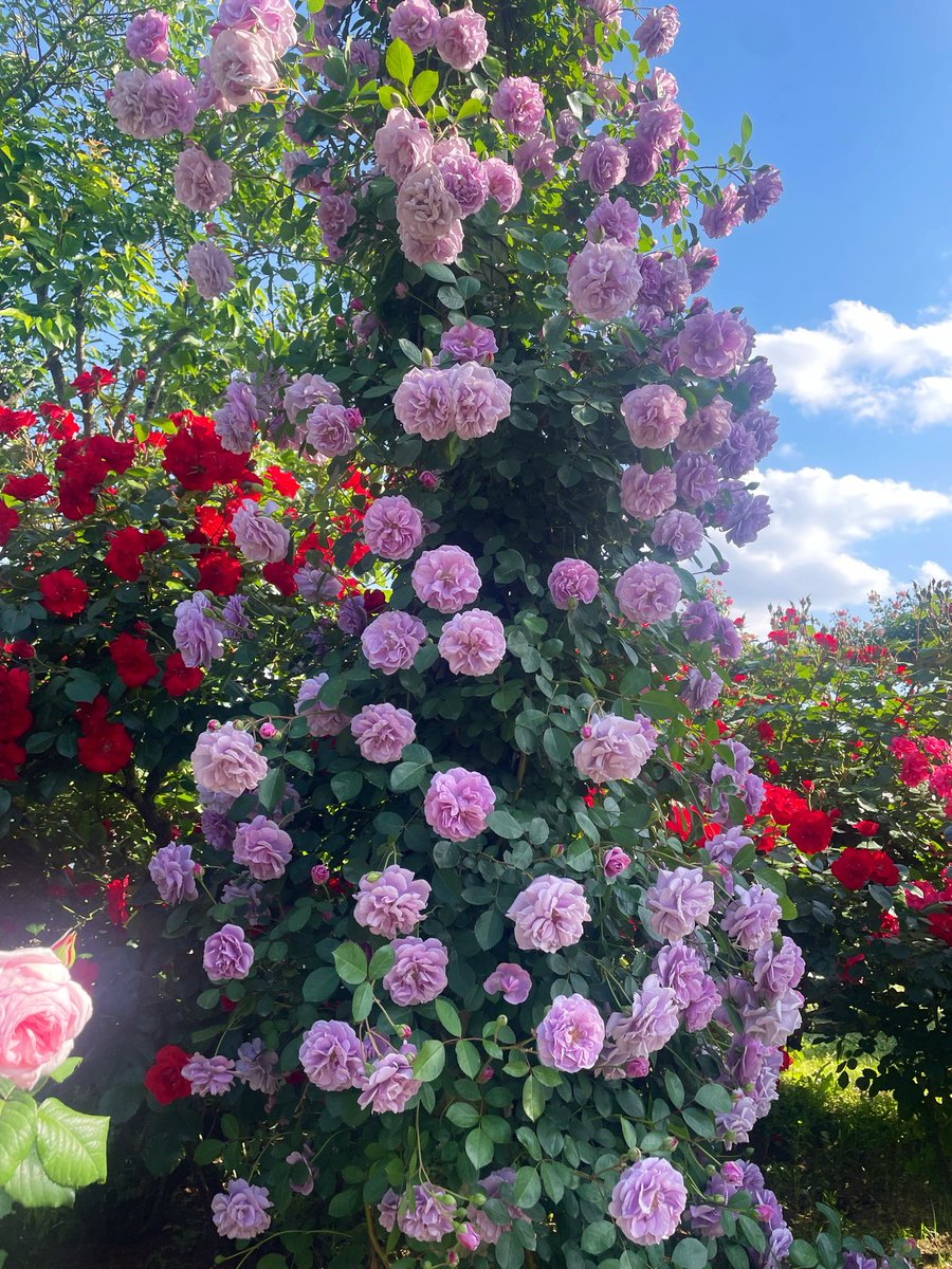 京成バラ園へ行ってきた🌹 色とりどり、様々な品種のバラが咲き乱れ