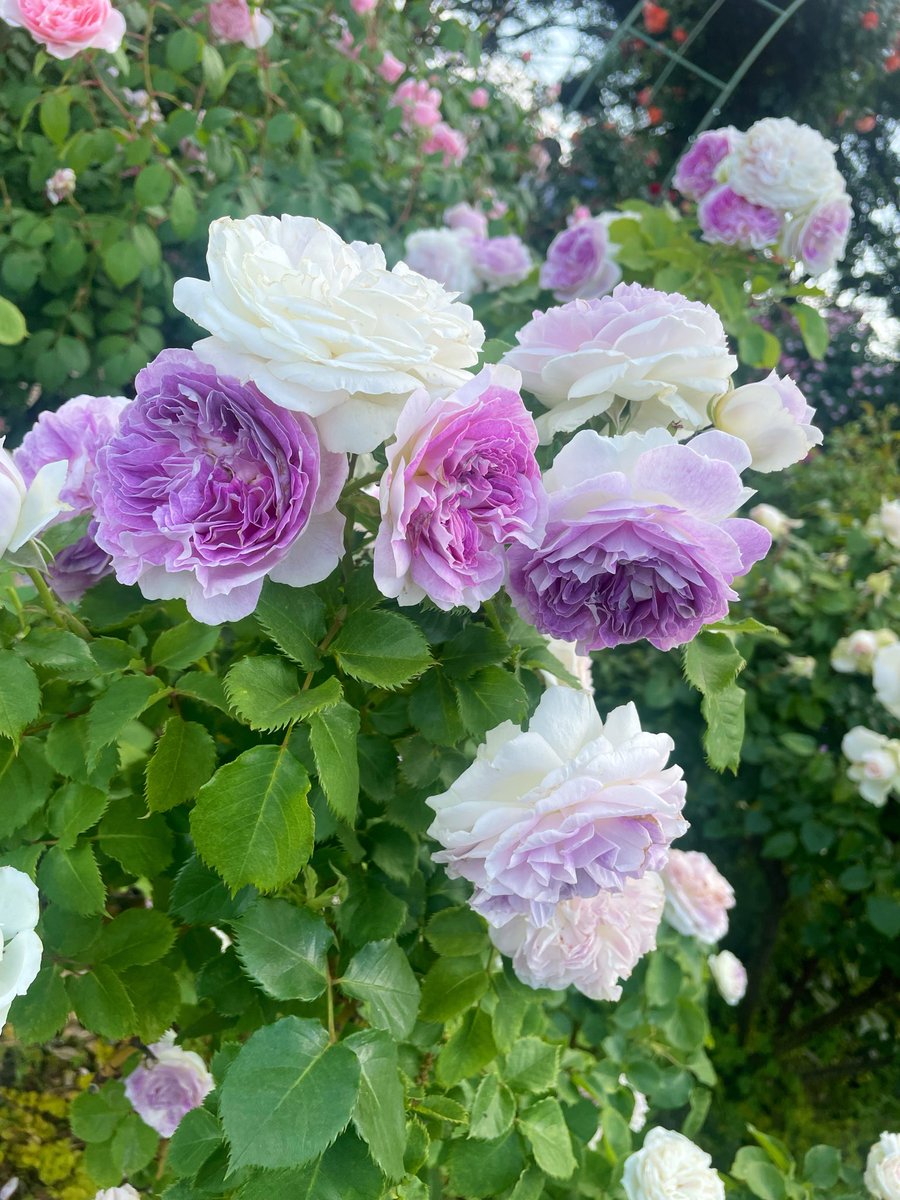 京成バラ園へ行ってきた🌹 色とりどり、様々な品種のバラが咲き乱れ