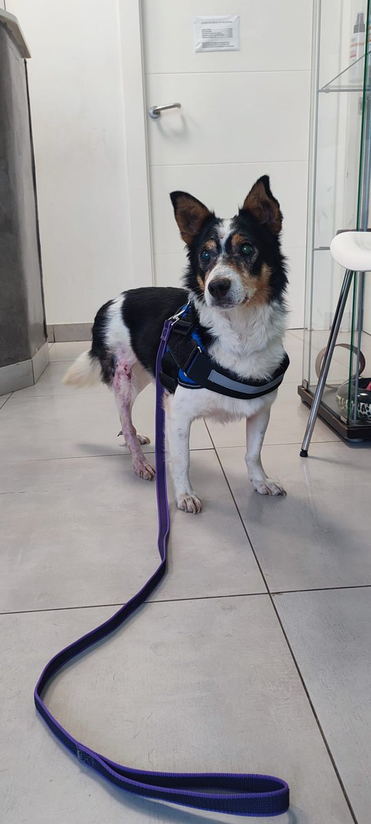 OS NECESITO QUE LLEGUE A TODO EL MUNDO 🙏
Si algún perro necesita un milagro, ese es curry sin duda.
Porque si hablamos de un perro perfecto, el que  siempre nos piden:  un perro a medida, pequeño , bueno, que no haga sus necesidades en casa, bueno con otros perros, bueno con