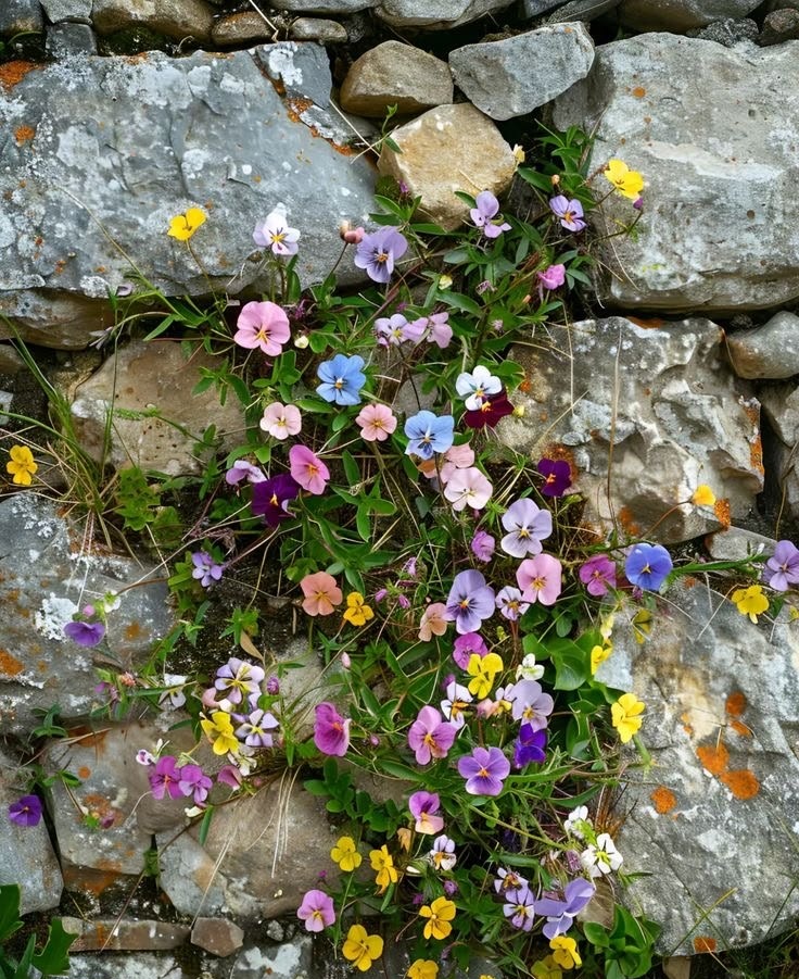 beauty always finds a way