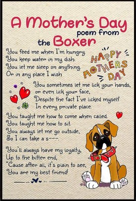 Boxer Stella (RIP Sacha) tweet media