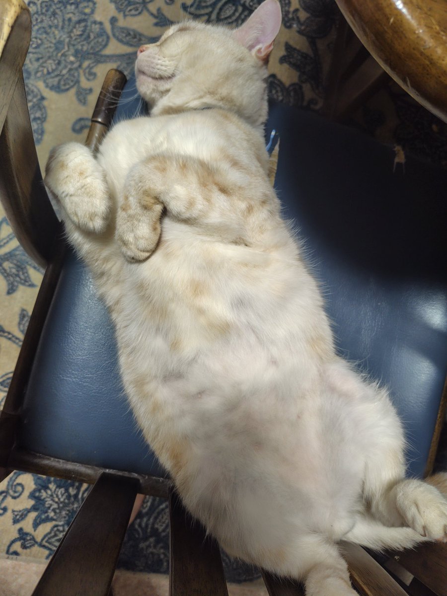 今日のにゃんこ(ΦωΦ) グースカにゃー(ΦωΦ) #猫