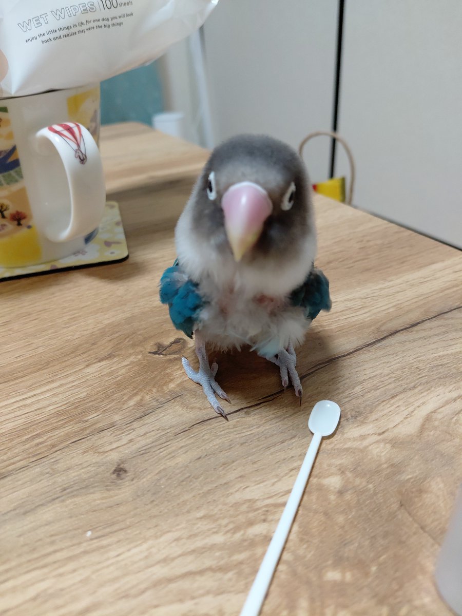 銀ボタン🐥🙇 tweet media
