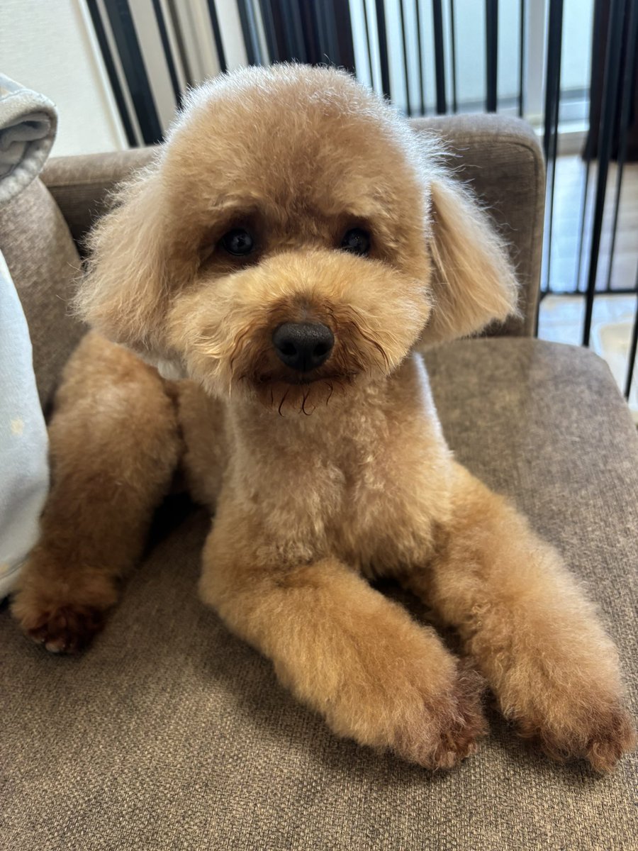 ayhyimam　プードル もうすぐで4歳になるわんよ😗 #トイプードル #犬のいる暮らし