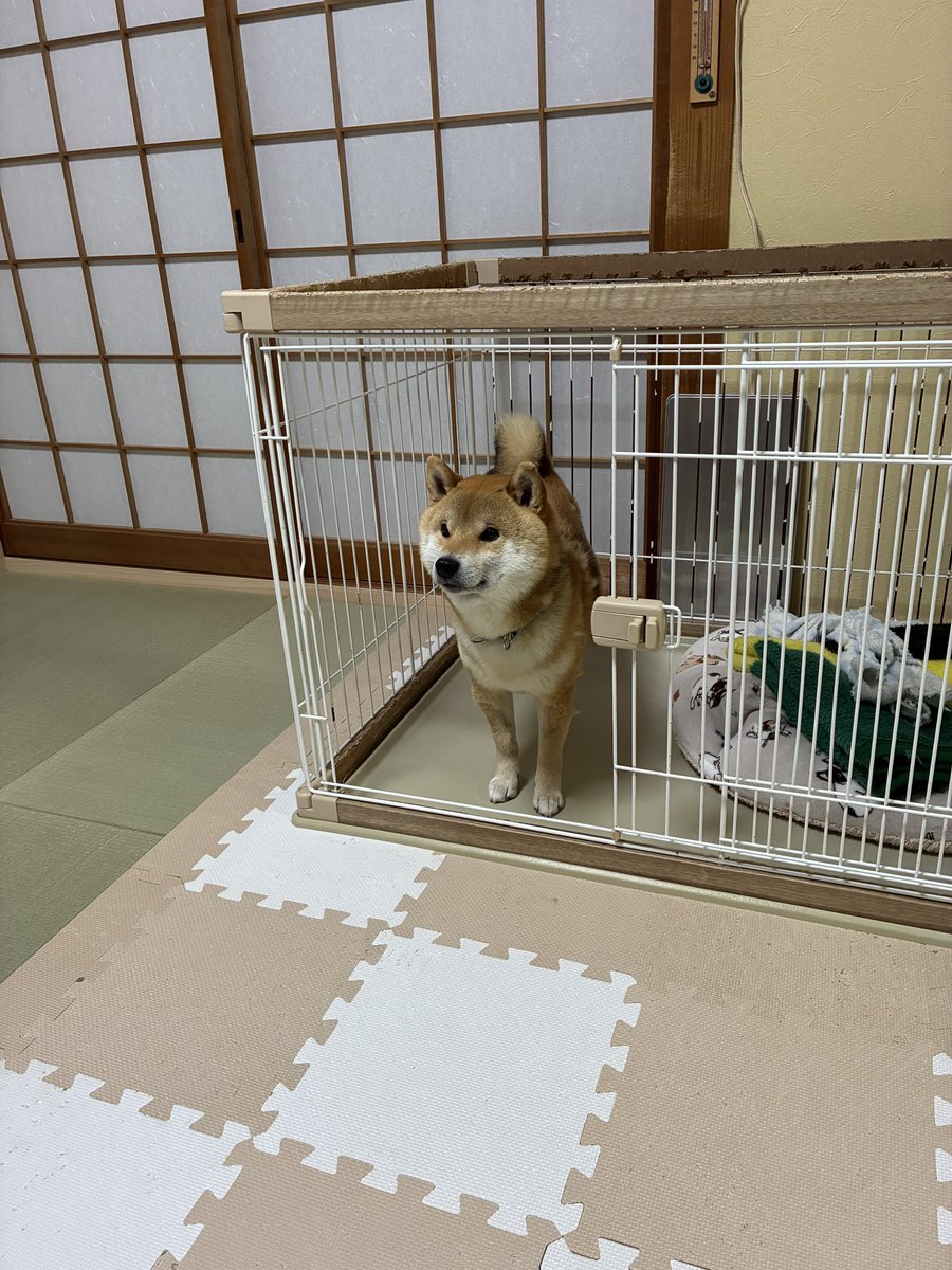 pnknnj's tweet photo. 🏠🐕　#柴犬のいる生活 https://t.co/Qy5R8HwIWH