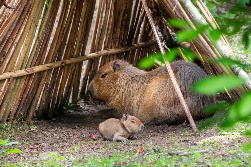 CryptoClubHQ's tweet photo. 🚨 @rzss SCOTLAND JUST GOT ITS FIRST BABYBARA IN 18 YEARS! 🥹🦫

@EdinburghZoo just welcomed the cutest capybara pup ever — born to first-time parents Luna & Rodney. Weighs the same as a 6-pack of Irn-Bru and already stealing hearts worldwide.

The zoo is literally calling it a “BABYBARA” 😭

This is the biggest capybara moment since... ever.

solana:5W4Tw8ifrV4sJEDaWLnwXRa2Zqm1YqXrFZZGAiqQpump is the ORIGINAL memecoin riding this wave — launched the second the news dropped.

Don’t sleep on the cutest launch of 2026.

🐾 Join the Babybara Army:
https://t.co/1IVOTwFQdG

https://t.co/OnmG6IC45j

https://t.co/A8b06dhXs2

#Babybara #Capybara #EdinburghZoo #FirstIn18Years #Memecoin
