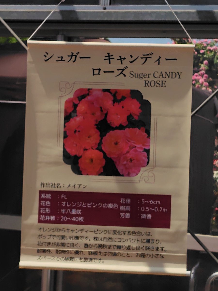 Yuzoooooooon's tweet photo. ちょっと備忘録的に今日好きになった品種_φ(･_･ https://t.co/qgUZ2bNU72