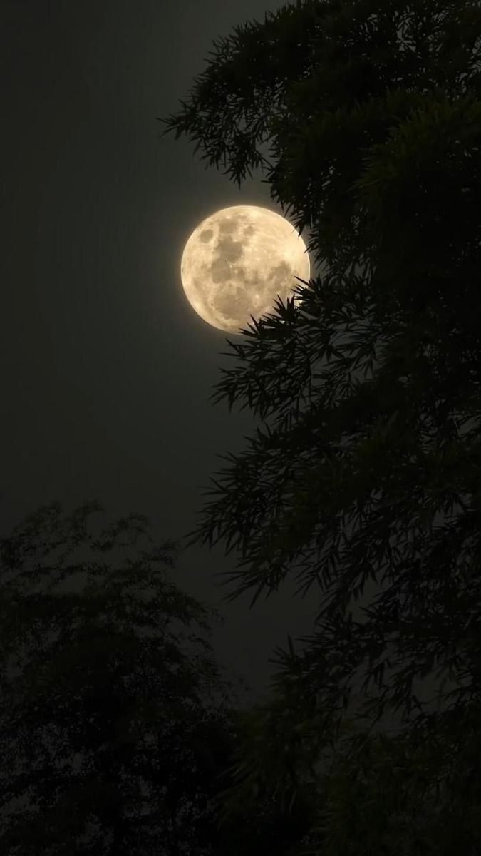Moon News (@moondailys) on Twitter photo 