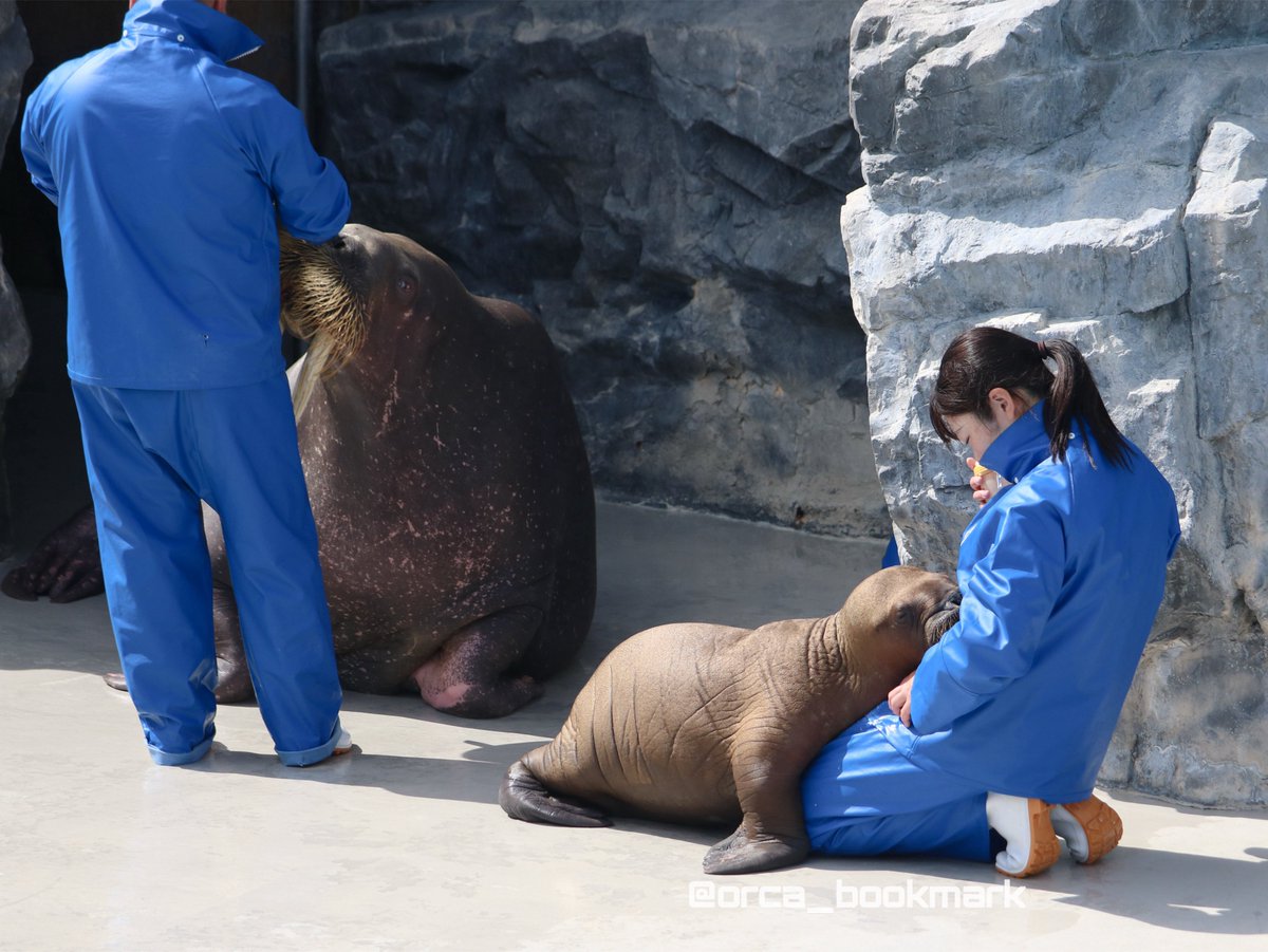 ママのご飯タイム🐟
隣でミルクをもらう赤ちゃん🍼

4枚目、飼育員さんに寄りかかっててかわいすぎ😭💕

2026/05/10

#鴨川シーワールド #セイウチ #ミナ #ミナ仔