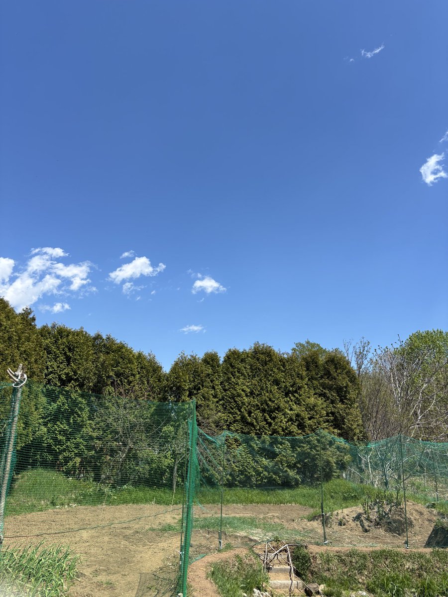 jun_ya50's tweet photo. 今年も家庭菜園始めました。
男爵、メークイン、北あかりを植えたよ。
鹿やら、なんか動物が来るから網を張ったけど、大丈夫かな？
体がガタガタです。 https://t.co/ZorG0hLnC1