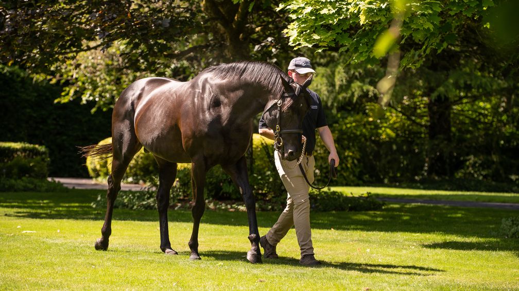 Racing Post Bloodstock tweet media