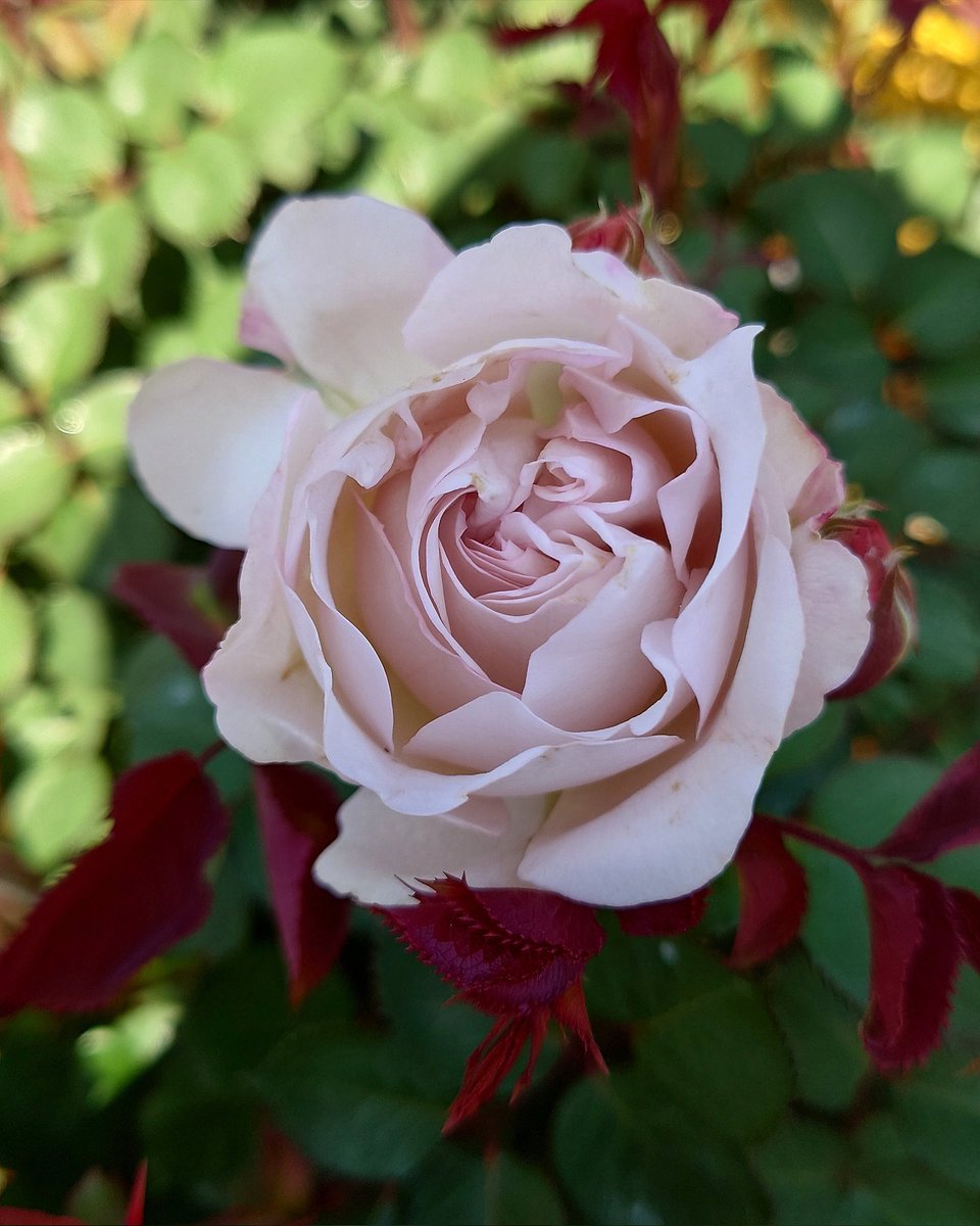 バラ苗　切りバラ苗　Apple J♡ck 忽滑谷 史記 @Apple Roses (@f_nukariya) / Posts / X