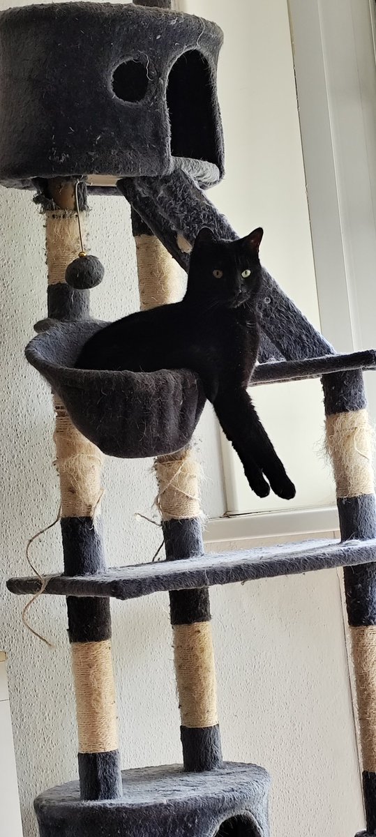 KaBlubber's tweet photo. Einfach mal Sonntag hängen lassen 🤣 #kablubber #onlypaw #katze https://t.co/8u2WFte94y