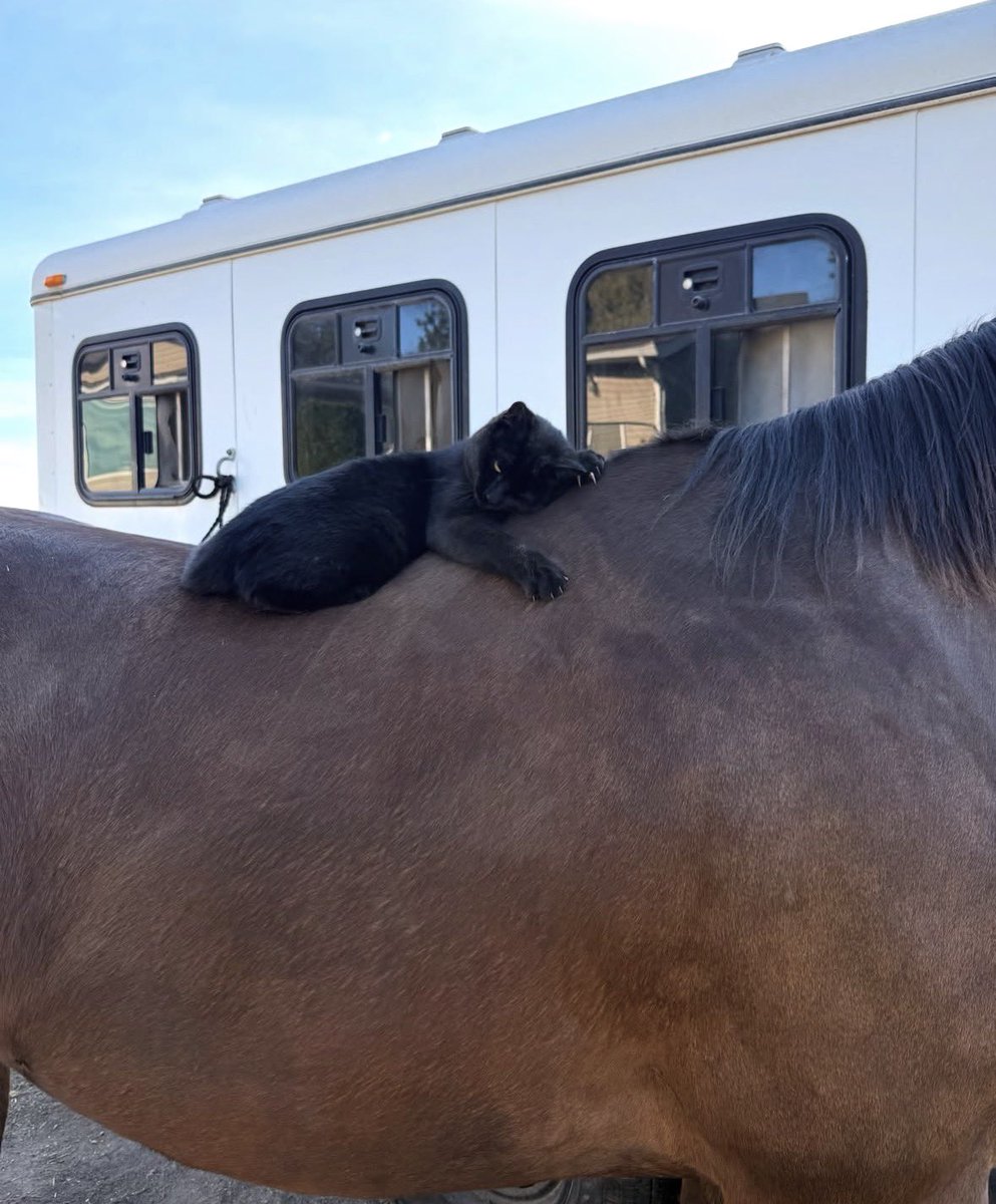 Black cats are not bad luck tweet media