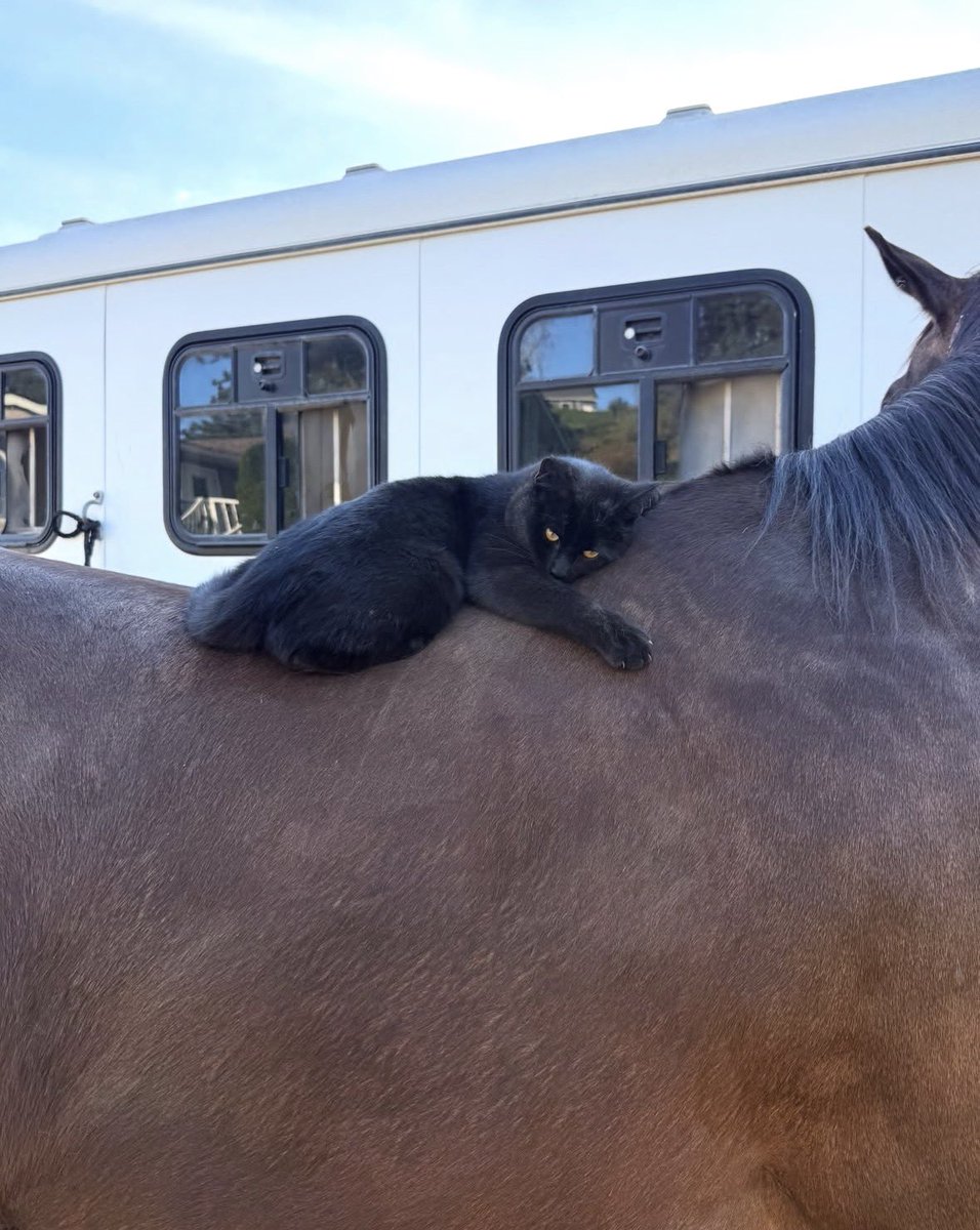 Black cats are not bad luck tweet media