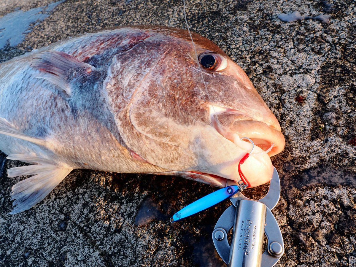 BlueBlue（ブルーブルー） (@BlueBlueFishing) / Posts / X