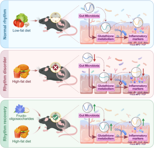 High-fat diet disrupts microbiome rhythms & colonic glutathione metabolism   flattens inflammation rhythms (chronic inflammation). Fermentable fiber  or FMT restores rhythms via Gclc enzyme. Microbiota-glutathione axis: new  gut clock independent of brain.