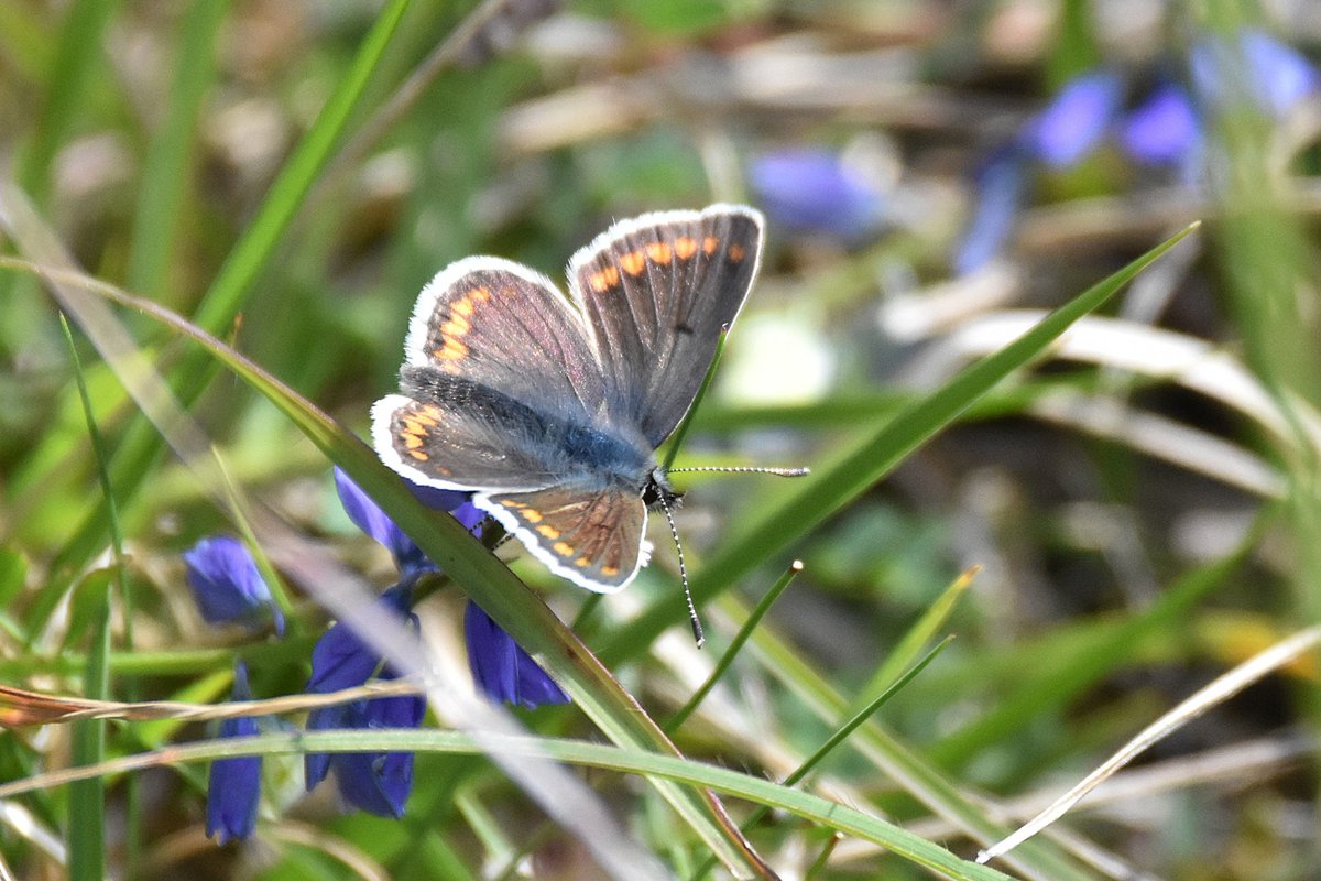 simonrose1982's tweet photo. Thousands of Small Blue at Prestbury Hill yesterday, and my first Common Blue, Brown Argus and Small Heath of the year. https://t.co/jjJH335JkW