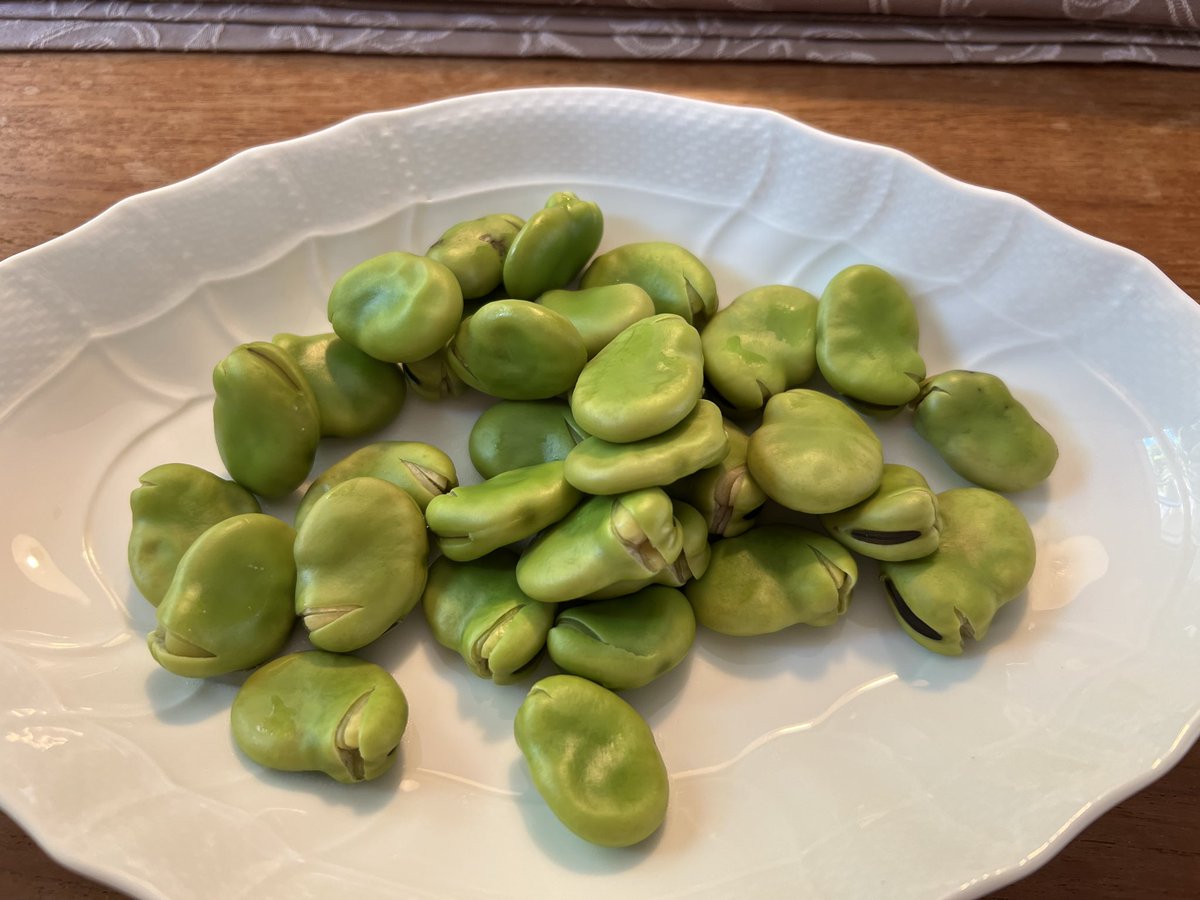 BambooBEER's tweet photo. そら豆が食べ頃を迎えました。 https://t.co/SvT1FS1LSM