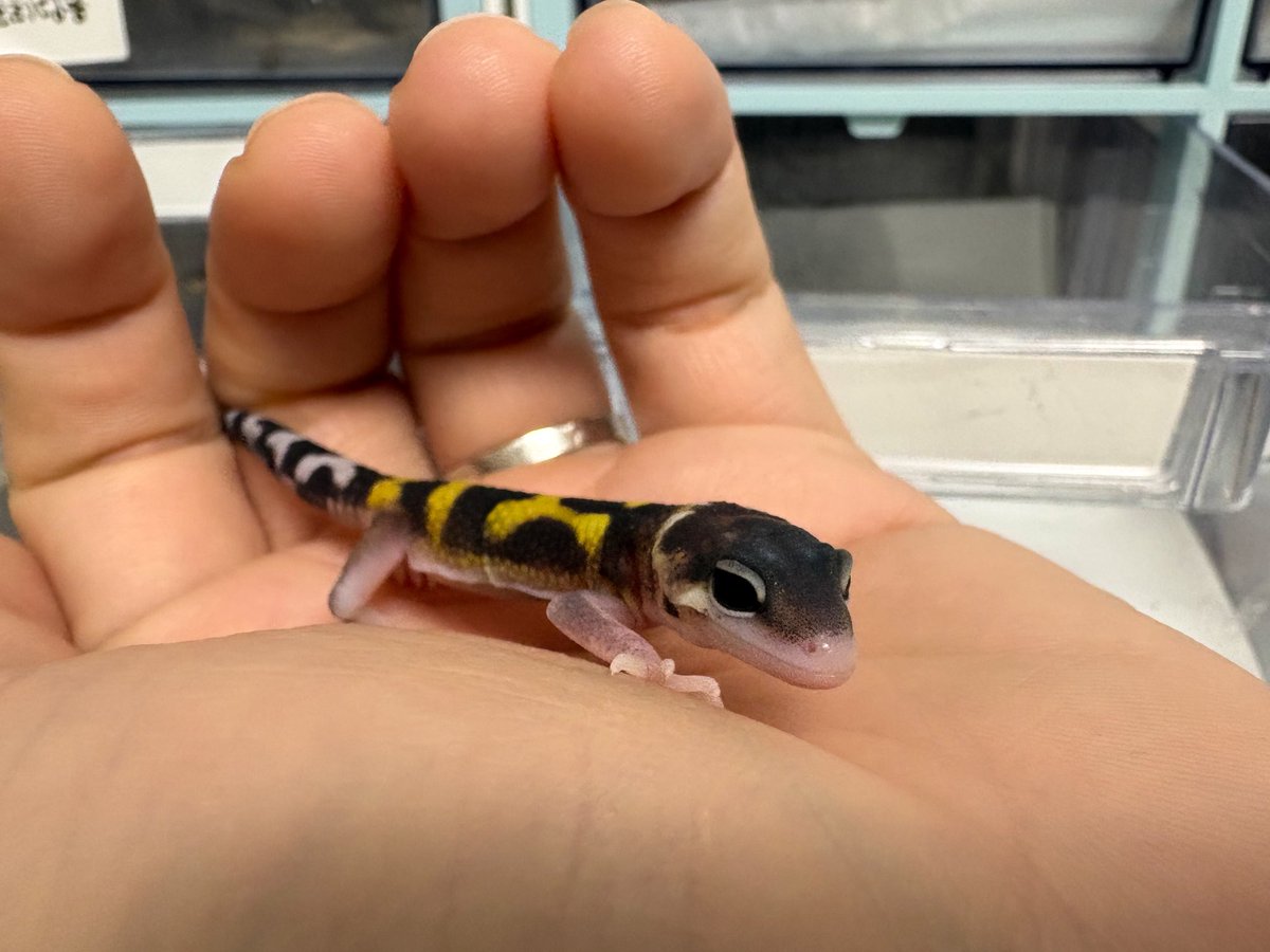Blizzard Gecko🦎 tweet media
