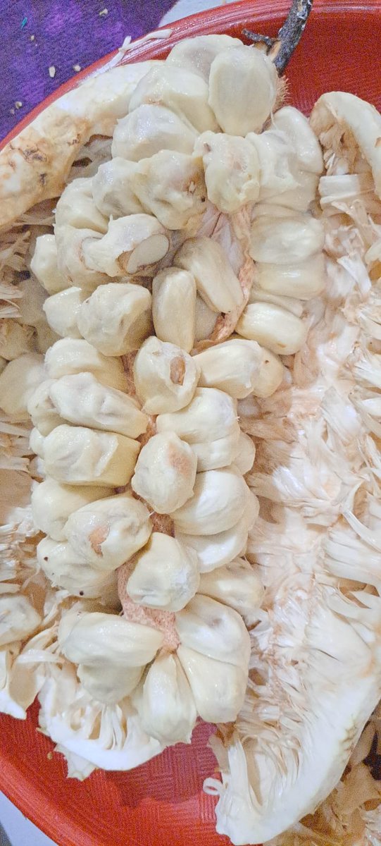 YPuspitaningrum's tweet photo. Buah cempedak. Kalo orang Kalimantan disebut buah Ciwadak. Kalo langsung dimakan rasanya manis. Kalo di kasih tepung+air digoreng namanya jadi sanggar ciwadak dan bisa dimakan bijinya ( kulit biji dibuang). Enak kalo saya disantapnya saat panas panas🥰😍😘 #SehatBahagiaSejahtera https://t.co/F6Xey0ckUH