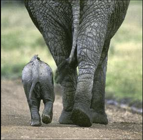 ChristineBellp3's tweet photo. Happy Mother’s Day 💜

Whether your mother is still here or lives on in your heart… whether your children walk beside you today or are remembered with love… whether you care for pets, family, or anyone who depends on your heart, this day is this day is for you. 🐘💕 https://t.co/foca160jOr