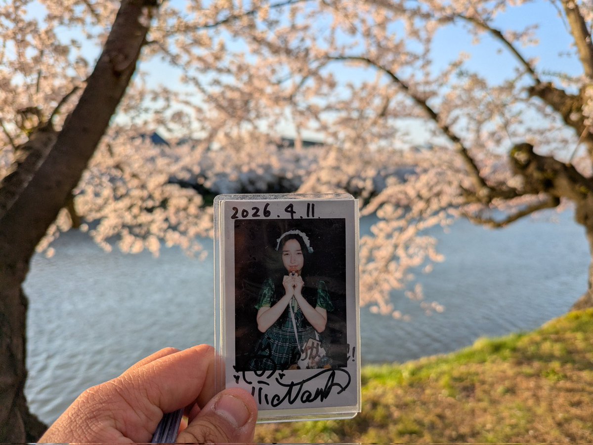 fumiyakosita's tweet photo. 学業専念のためチューハピの活躍一時休止に伴い
先月🌸満開の時の弘前公園でみた夕焼けと夜桜のチェキツイ
また来年も見れるかな?

#推し色なな色 https://t.co/opTAnOTwHN