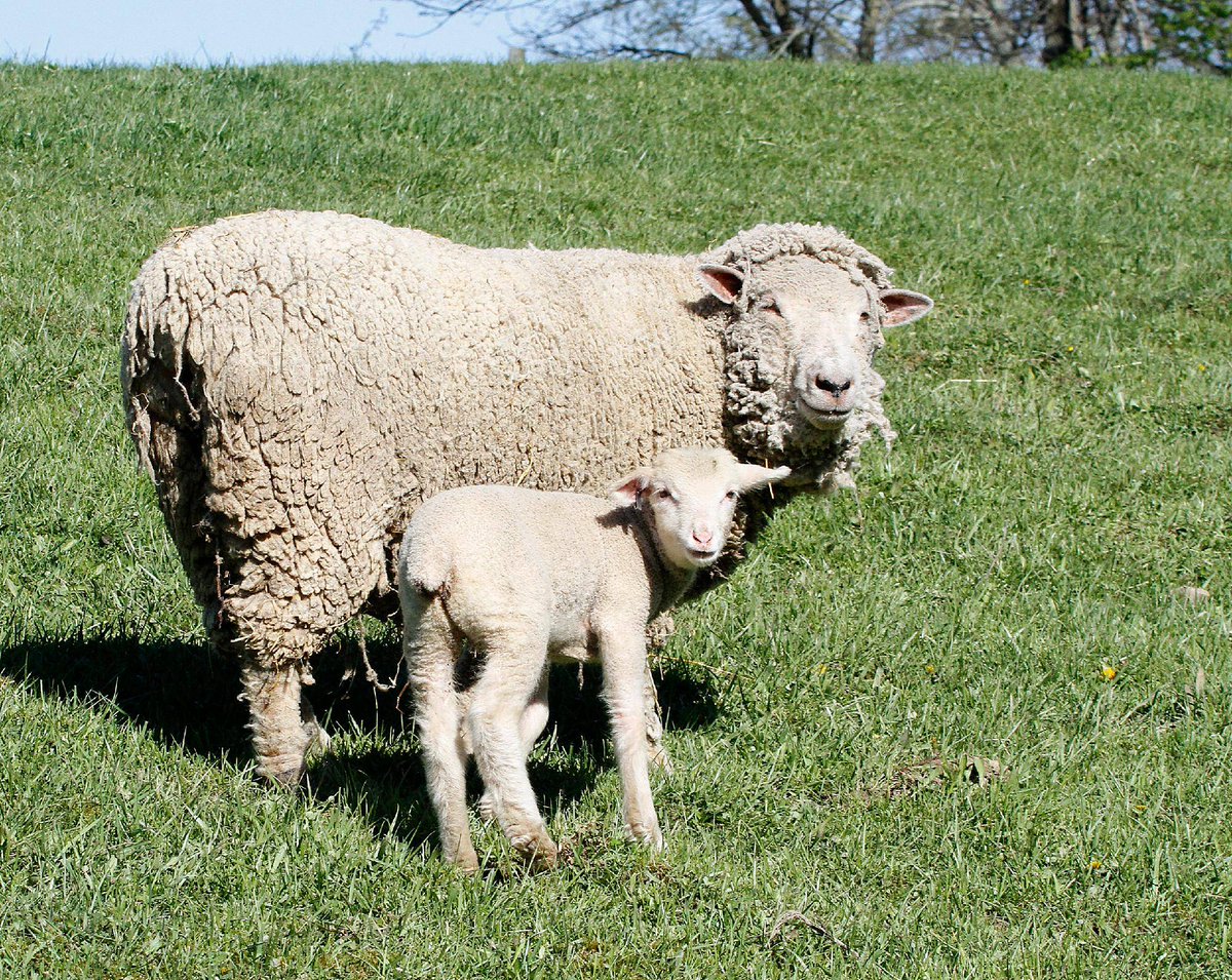 CbusMetroParks's tweet photo. Happy Mother's Day! 💐 

To all the mothers, "ewe" are the best! 

#cbusmetroparks 

📸: Sheep and lamb at Slate Run Living Historical Farm, photo by Cheryl Blair https://t.co/xeuzZeFZZ1