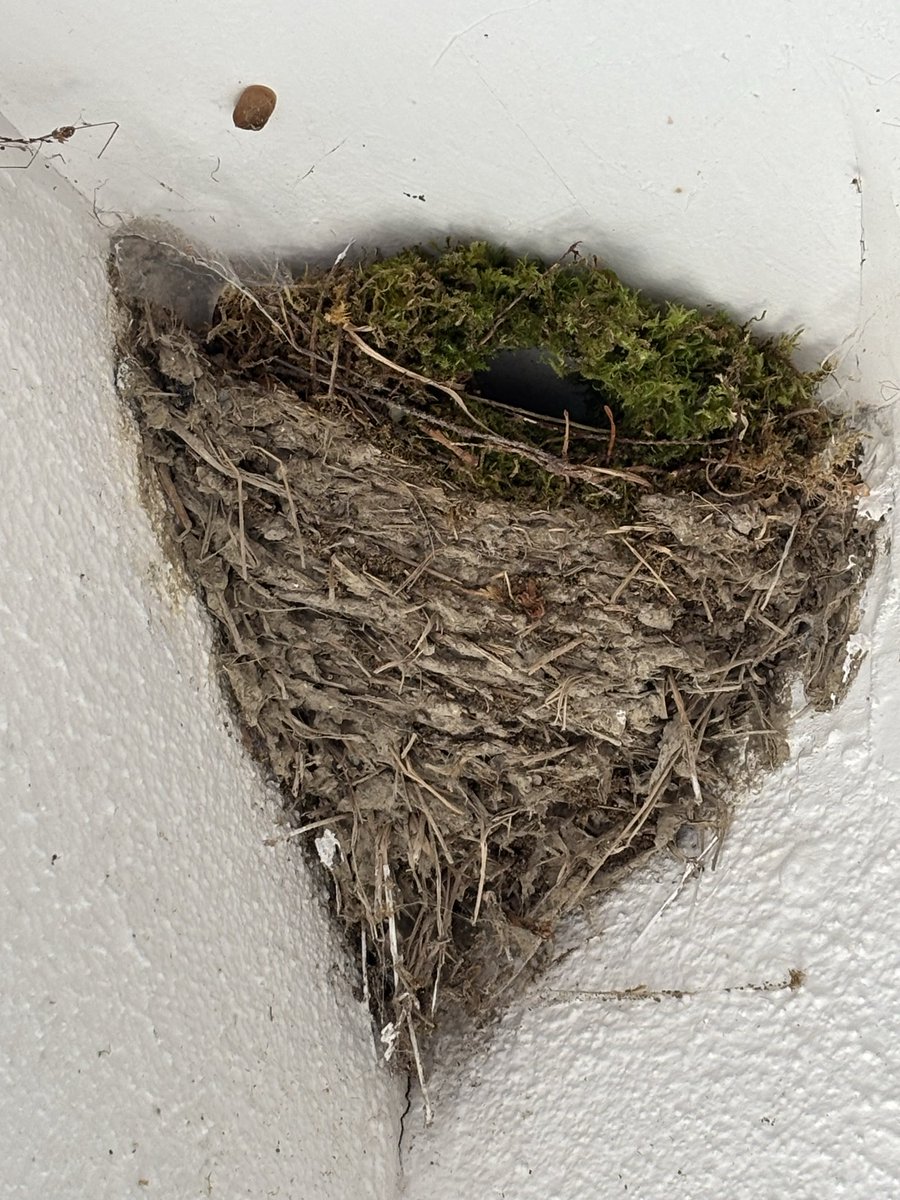 dfkeano's tweet photo. @BirdWatchIE @NatureRTE 
Do the Wrens need to apply for Retention Planning Permission for this extension to this derelict building ? https://t.co/9uka7xGNDb