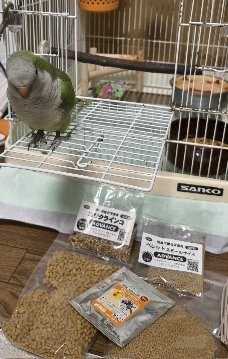 jdu26699's tweet photo. 午後から藤沢商工会館で開会された小鳥のイベント“とりっぷ”へ🦜
生体販売やメーカーさま、アトリエさんのグッズ販売があり目移り🙈飼料メーカーさまから沢山の餌の試供品を頂き助かりました☺ https://t.co/rzcP7Gzjgg