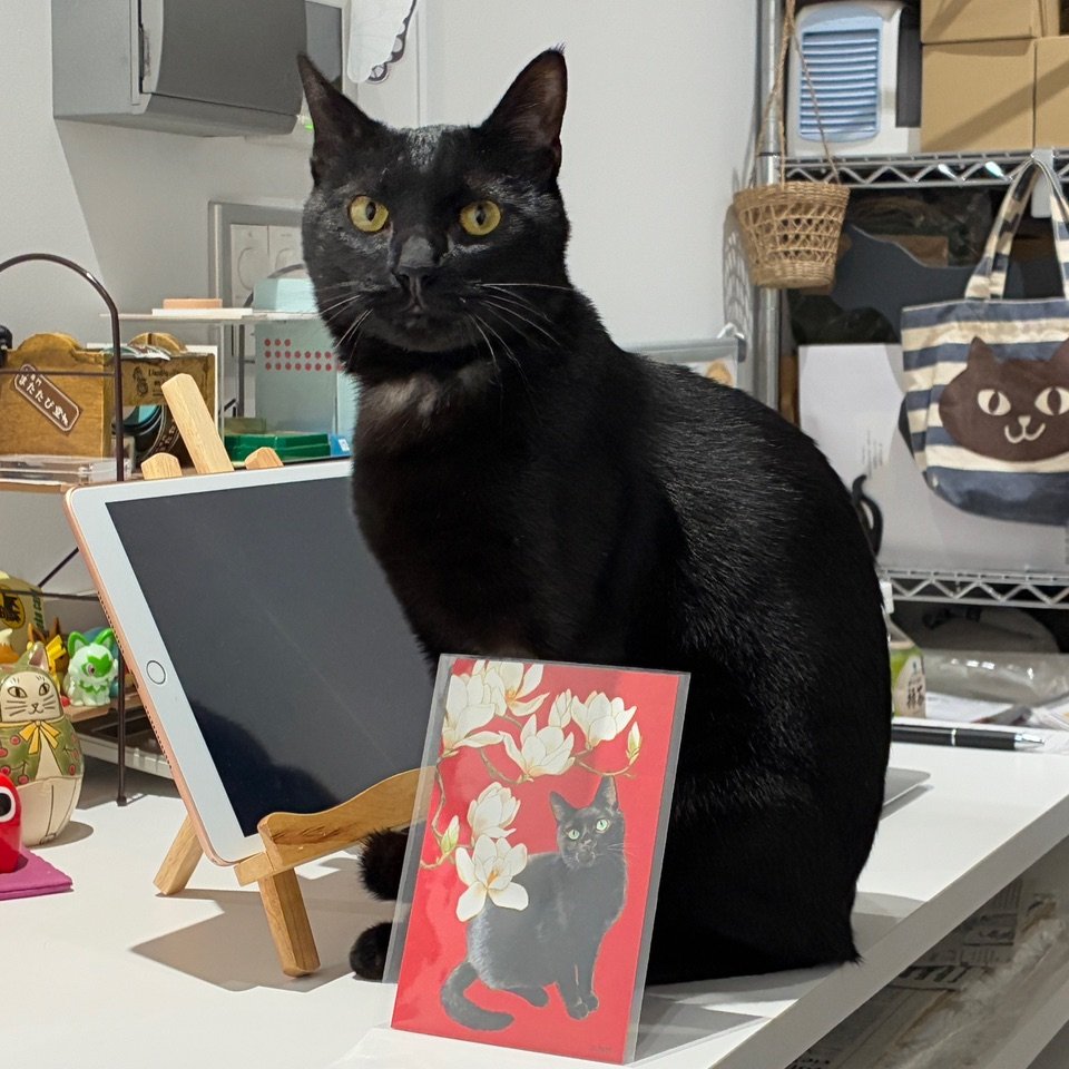 tagomagoooooo's tweet photo. 猫専門またたび堂さまで新作までポストカードを取り扱っていただいてます。通販もぜひご利用ください！画像はオーナーさま宅の黒猫おこげちゃんと🐈‍⬛💕 https://t.co/hUomGQkn41