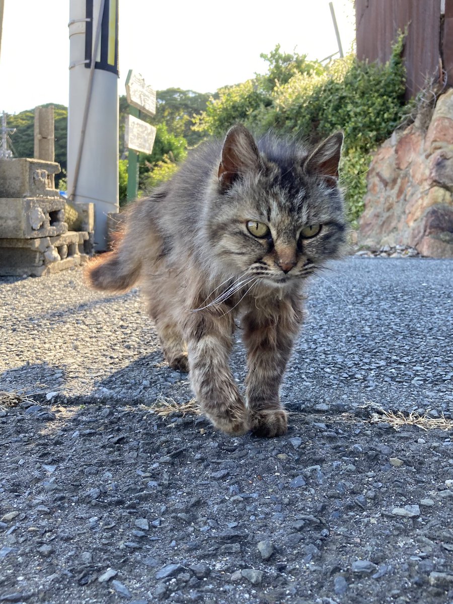 こちらもどうぞ😺 久しぶりに20号に会えました😸 #田代島クロネコ堂
