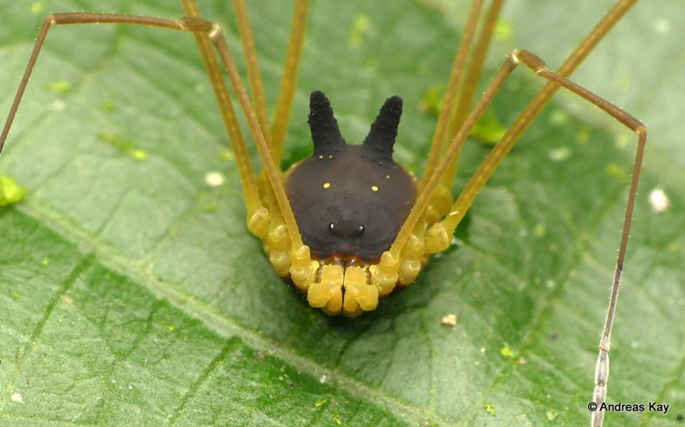 Strange Animals tweet media