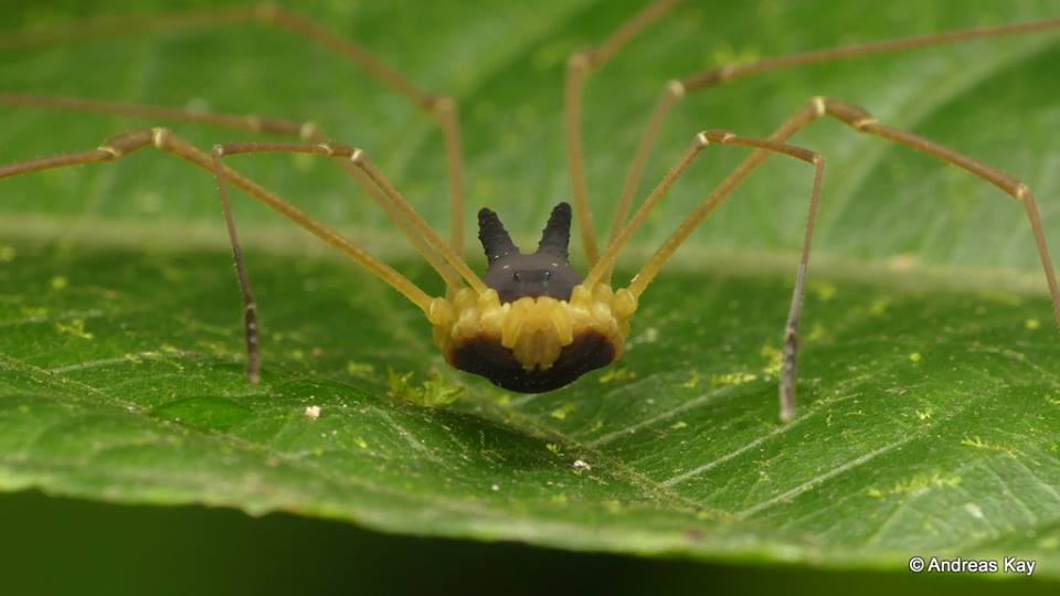 Strange Animals tweet media