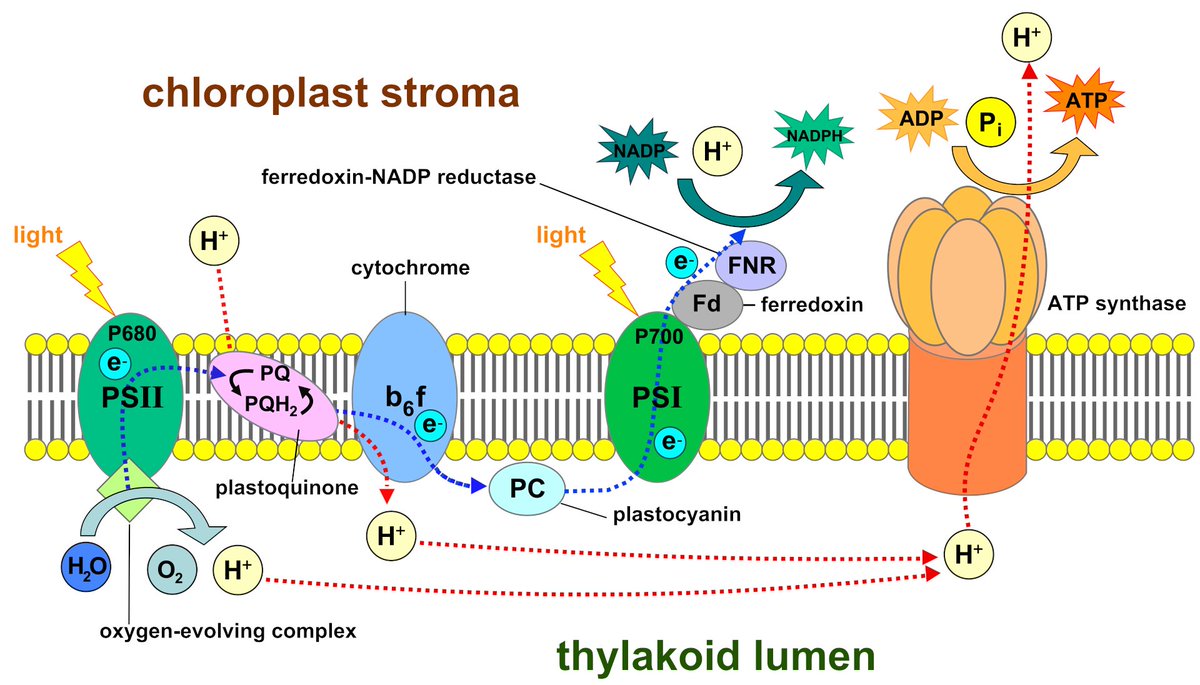 Chloroplast of Sillytwt tweet media