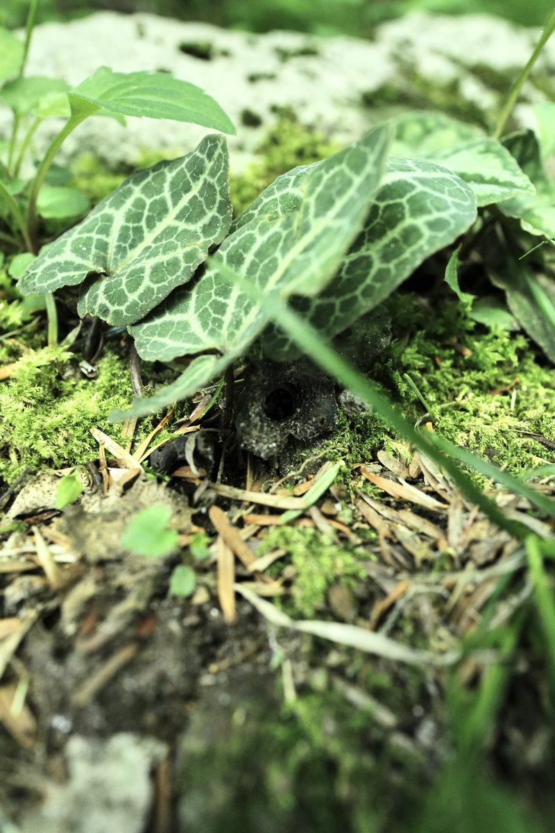 カンアオイ は雑草並みにいたけど、標高のせいかあまり大株には出会わ