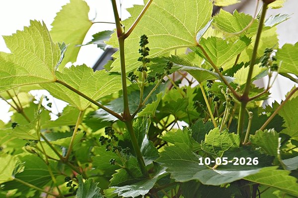 knolinfos's tweet photo. 10-05-2026: FIRST #flowers in my #WildGarden, #nature is awakening. <===> #LilyOfTheValley, #Cornflowers, #Tulips, #Lilac, #Iris, #Mint, #PinkSorrel, #Clematis, #WildWine,#Roses, #Carnations. #Spring. https://t.co/l6oAuWKQrz