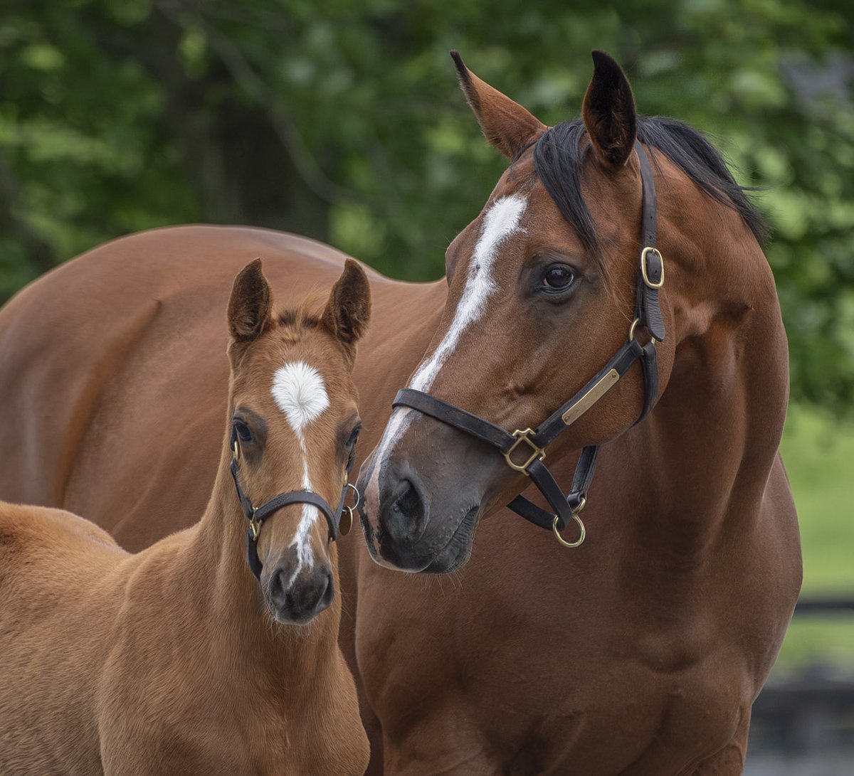 Spendthrift Farm tweet media