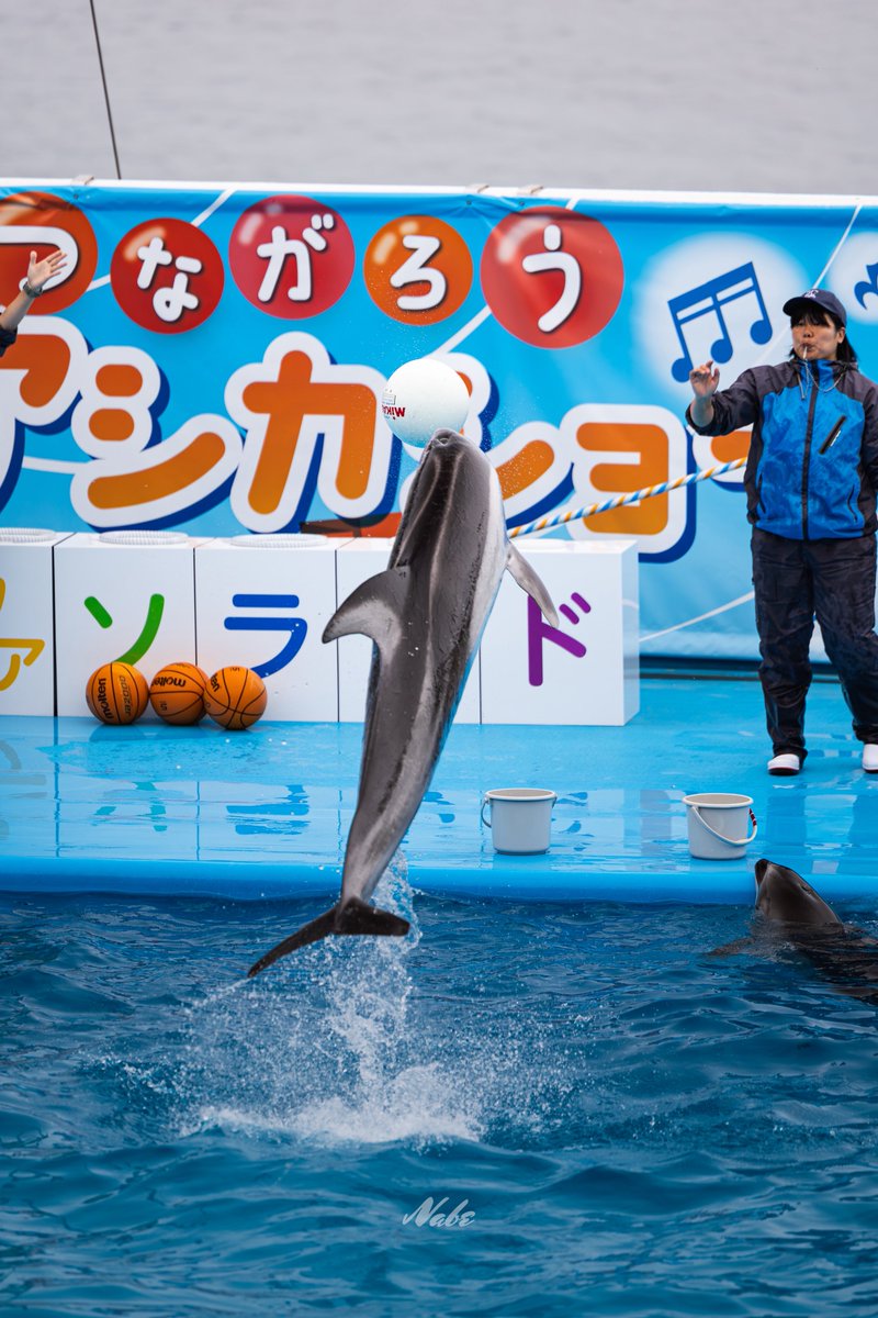 CANON イルカ 売約済み イルカショー🐬 #キヤノン #canon #キヤノン党でほめあいたい #イルカ