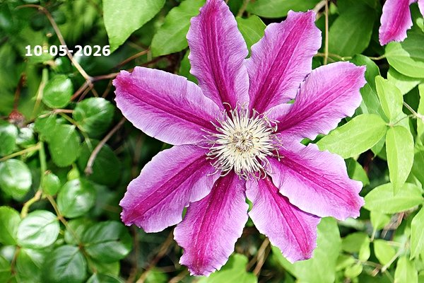 knolinfos's tweet photo. 10-05-2026: FIRST #flowers in my #WildGarden, #nature is awakening. <===> #LilyOfTheValley, #Cornflowers, #Tulips, #Lilac, #Iris, #Mint, #PinkSorrel, #Clematis, #WildWine,#Roses, #Carnations. #Spring. https://t.co/Vgi4Enx85F