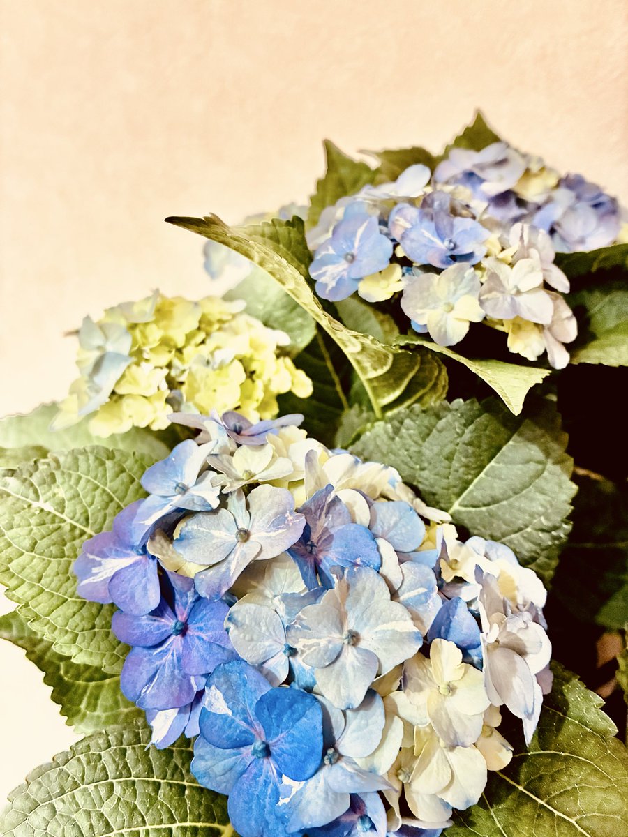 かほ｜在宅フリーランスママ💻✨ tweet media