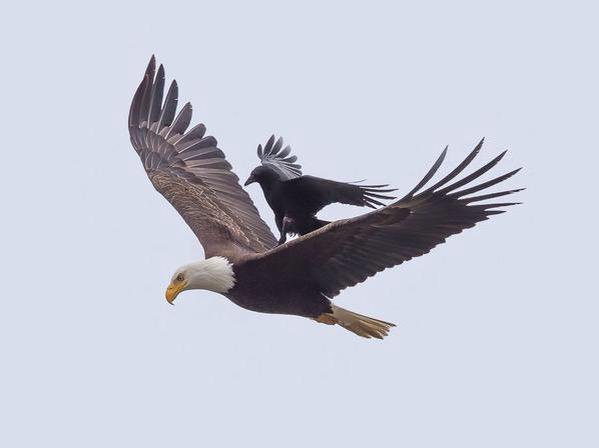 Strange_Animals's tweet photo. A crow riding a bald eagle in California. Yes, this is actually real: https://t.co/ztDnW7VMzT

(Photo: Phoo Chan) https://t.co/yiBUUrPjrJ