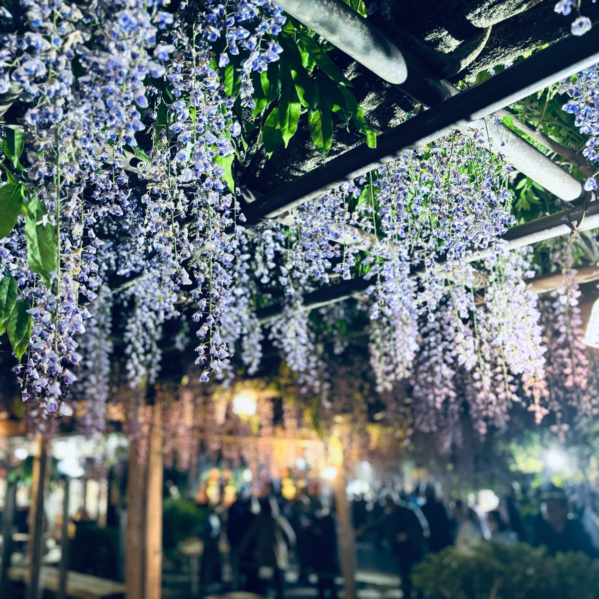 reflex4qa's tweet photo. 北方文化博物館に藤の花を見に行ってきました。大藤棚🪻 https://t.co/2XboSybF2N