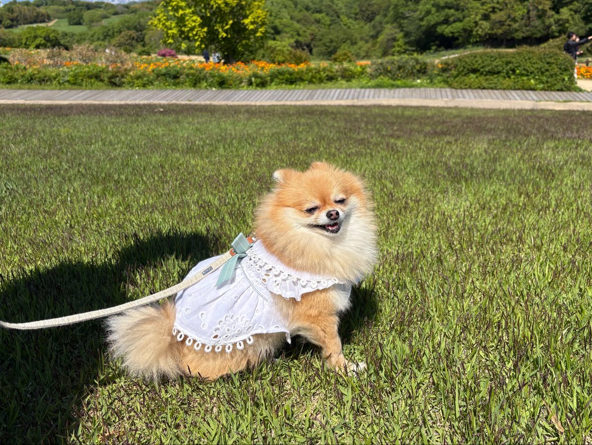 自然に癒されているお犬☀️