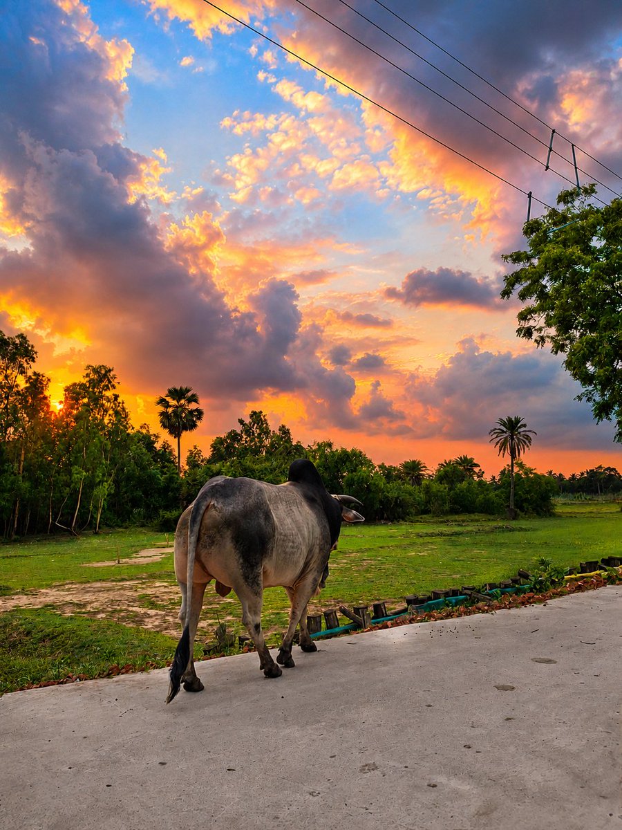 Msoumen_'s tweet photo. মেঘলা আকাশ, গ্রামের নীরব পথ আর প্রকৃতির আপন ছোঁয়ায় হারিয়ে যাওয়া এক শান্ত বিকেল… 🌿🐂
শহরের কোলাহল থেকে দূরে, এভাবেই প্রকৃতি নিজের গল্প বলে যায়। ☁️✨

#গ্রামবাংলা #প্রকৃতি #বাংলার_গ্রাম #মেঘলা_আকাশ #NaturePhotography #VillageVibes #SunsetMood #Greenery #PeacefulLife https://t.co/CMsd8BCQ0x