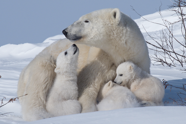 Endangered Species Coalition tweet media