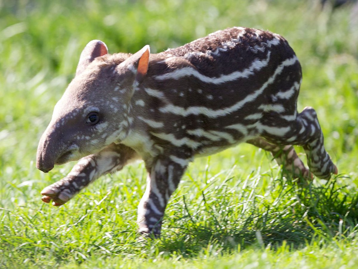 Strange Animals tweet media