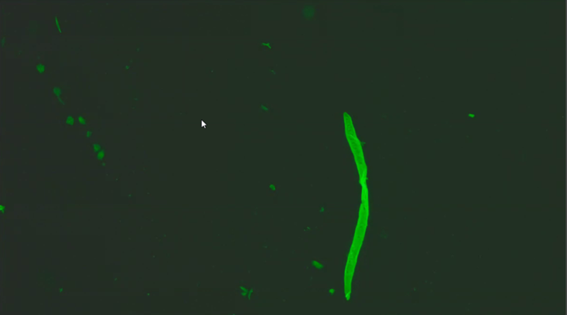Katsuhiko Fukuda MD PhD 福田 克彦 tweet media