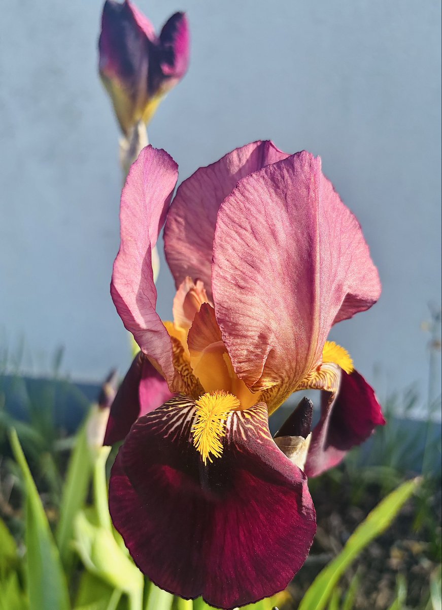 begingarden's tweet photo. Bearded Iris #gardening #gardeningx #gardenersworld #beardediris #inmygarden https://t.co/N3Dx36kXap
